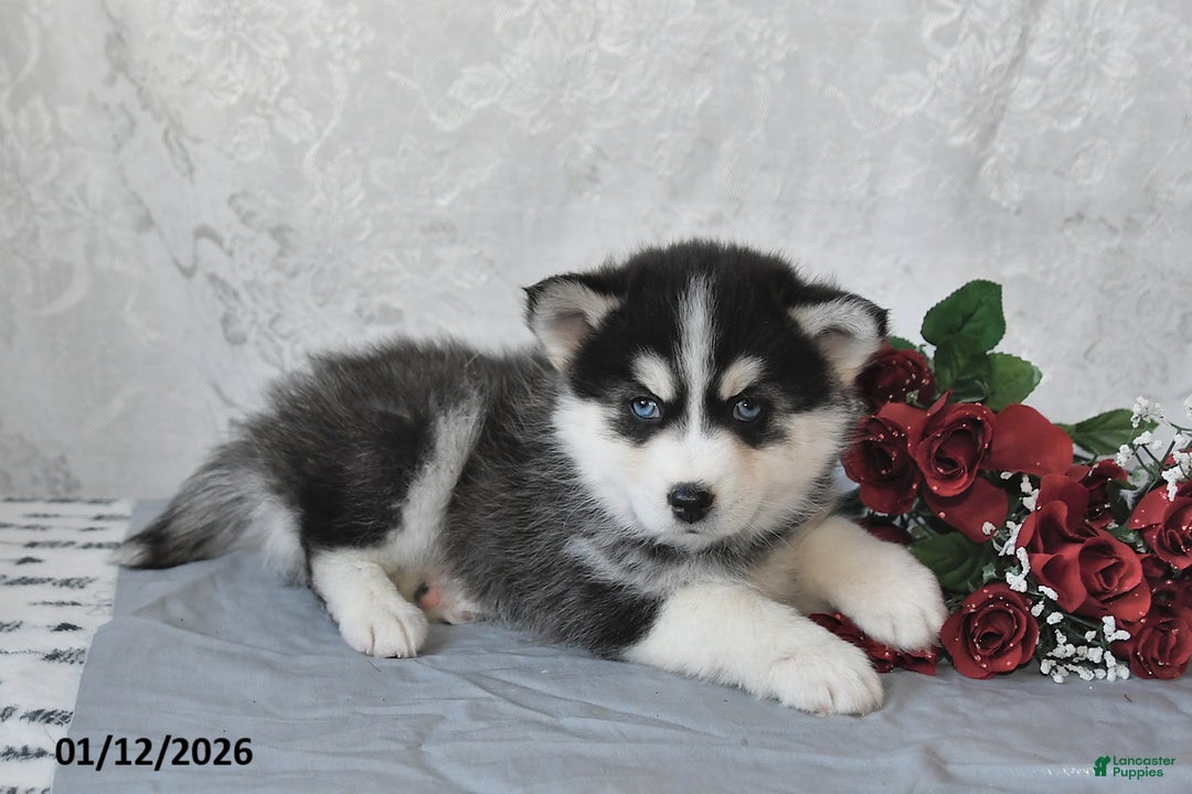 Pomsky dogs for sale: Adrian - Ad 4