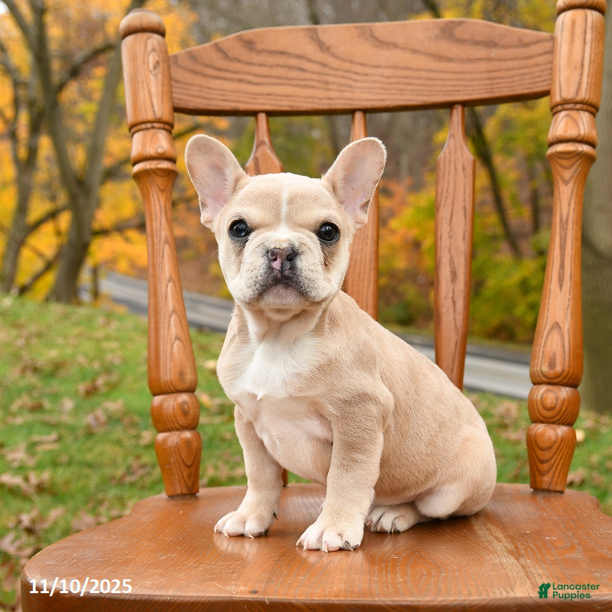 French Bulldog dogs Leo  - Ad 18