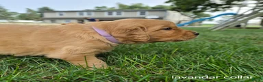 Rosie (lavender collar)