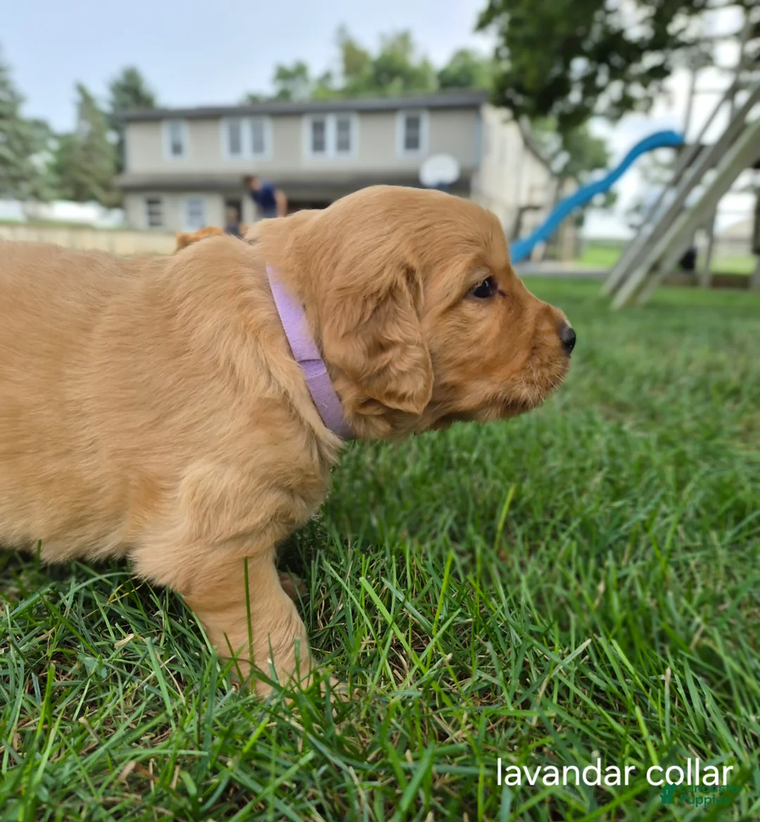 Golden Retriever dogs for sale: Rosie (lavender collar) - Ad 1