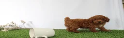 Toy Poodle dogs for sale: AKC Curry (tiny) - Ad 3