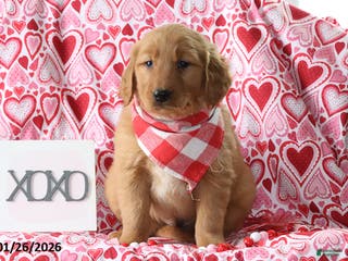 Golden Retriever dogs Rusty - Ad 10