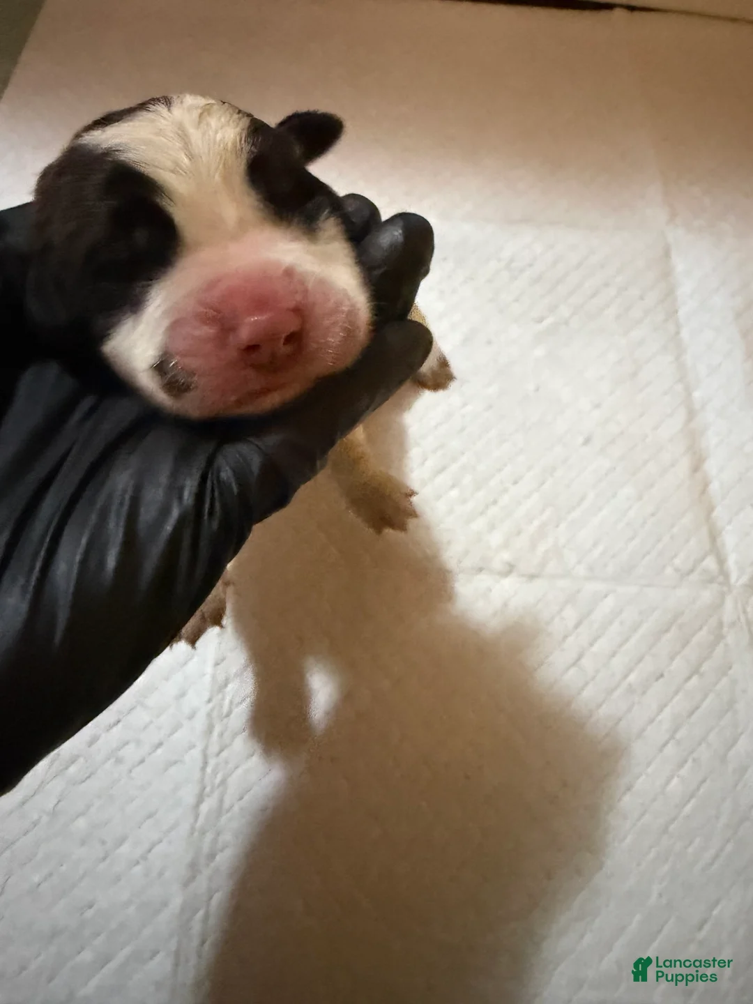 Saint Bernard dogs for sale: Girl 2 - Ad 2