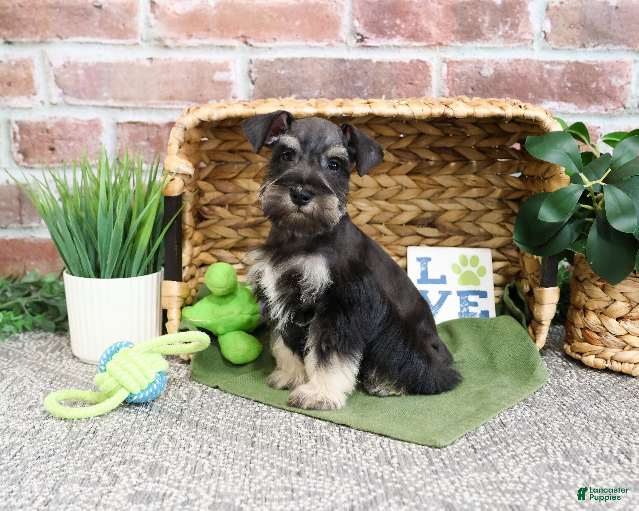 Miniature Schnauzer dogs Boomer  - Ad 17