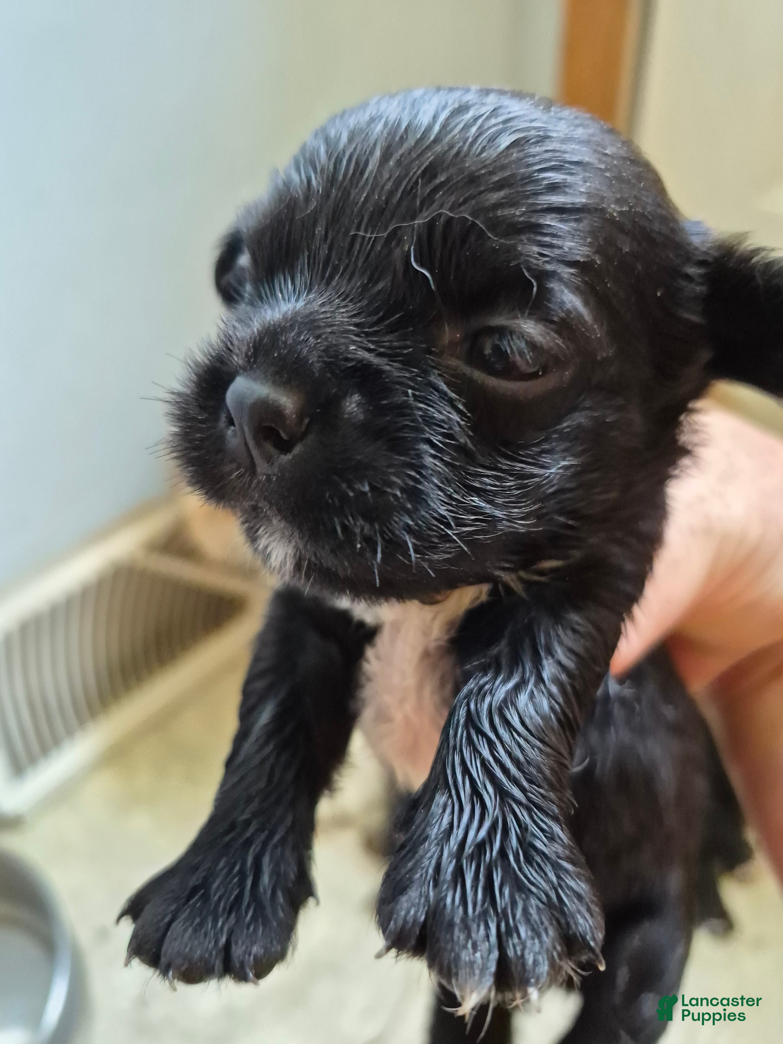 Mixed Breed dogs Mixed Breed 5 - Ad 29