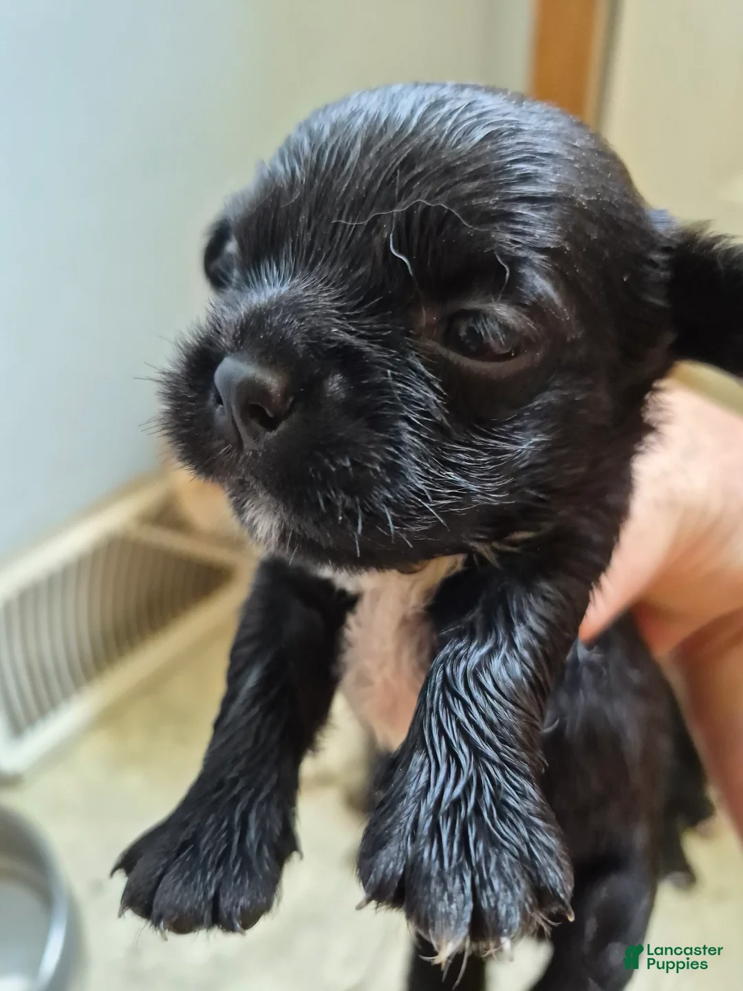 Mixed Breed dogs for sale: Mixed Breed 5 - Ad 1