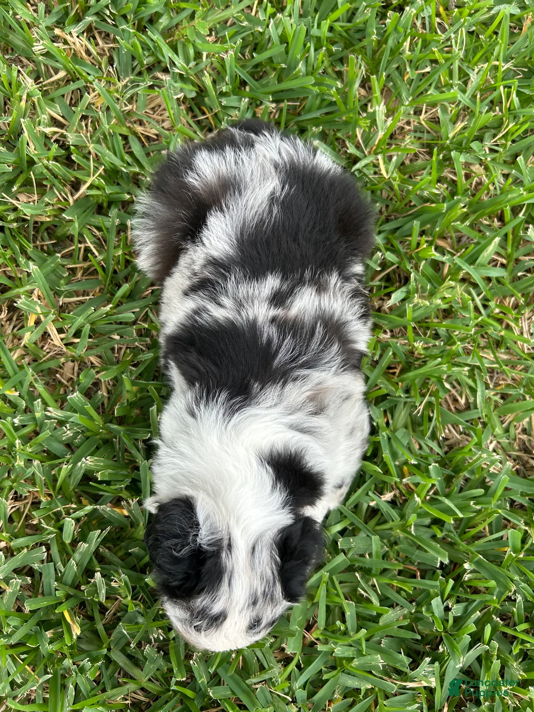 Montana Miniature Australian Shepherd for sale in North Richland