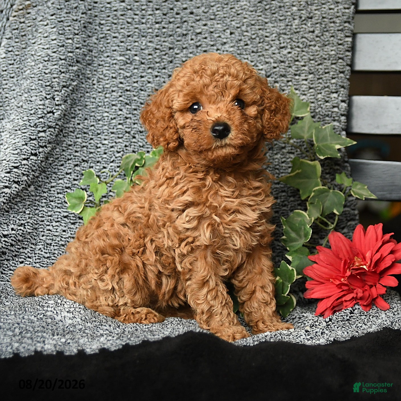 Toy Poodle dogs Christopher - Ad 2