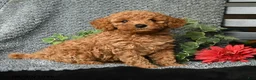 Toy Poodle dogs for sale: Christopher - Ad 2