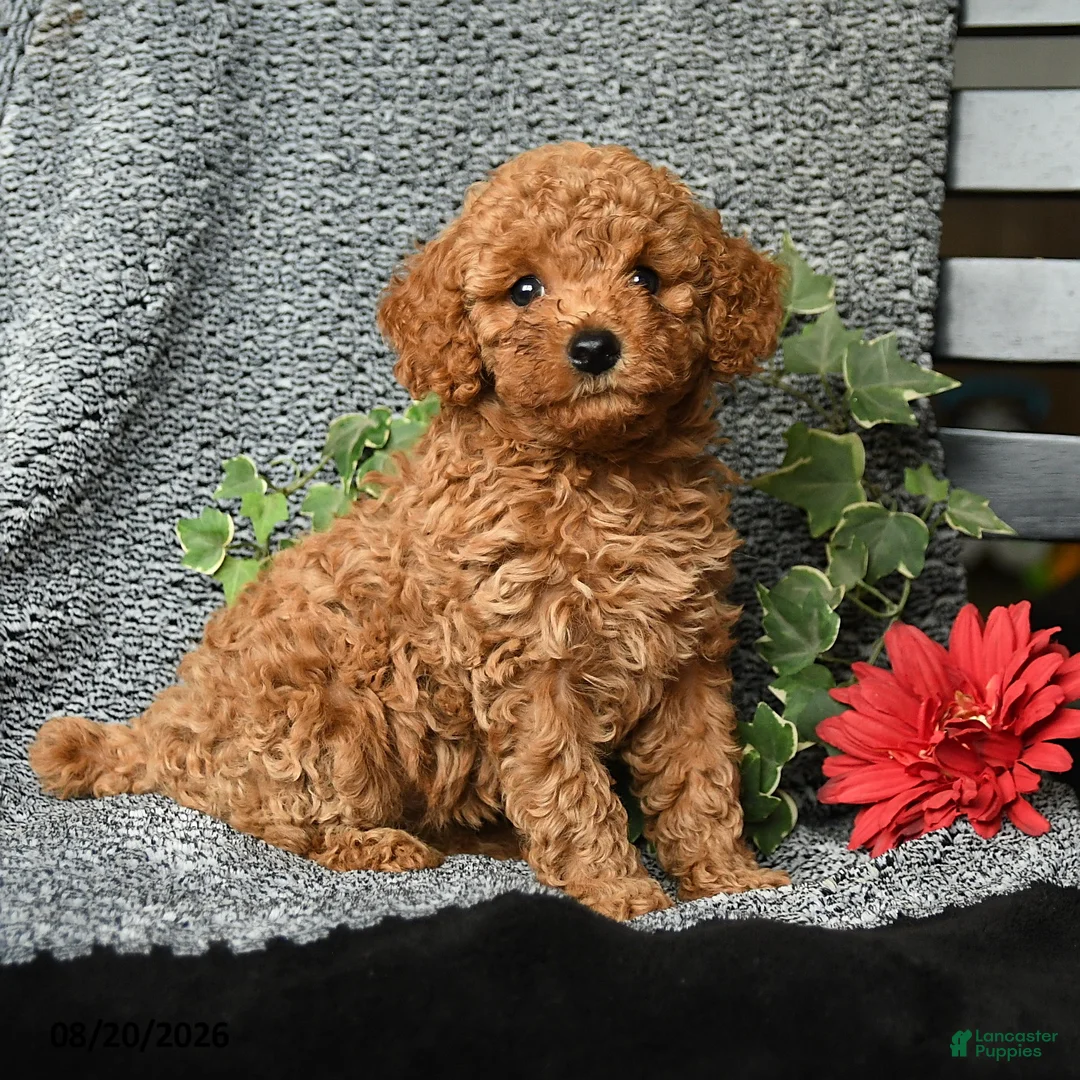 Toy Poodle dogs for sale: Christopher - Ad 2
