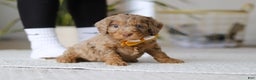 Cockapoo dogs for sale: Ace - Ad 4