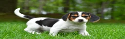 Beagle dogs for sale: Bee - Ad 12