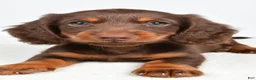 Miniature Dachshund dogs for sale: Toby - Ad 7