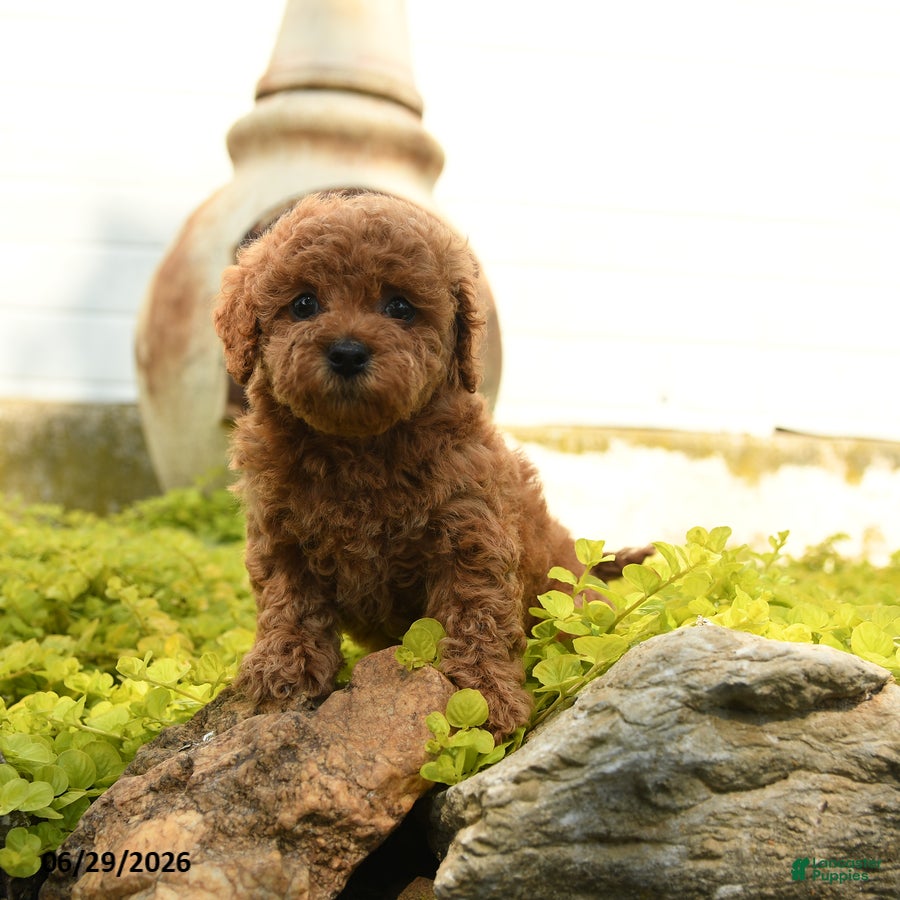 Toy Poodle dogs Daisy - Ad 2