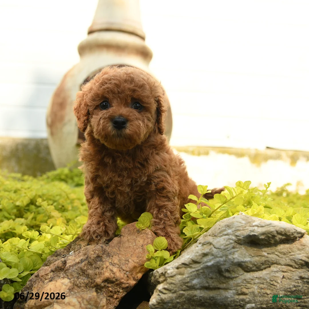 Toy Poodle dogs for sale: Daisy - Ad 2