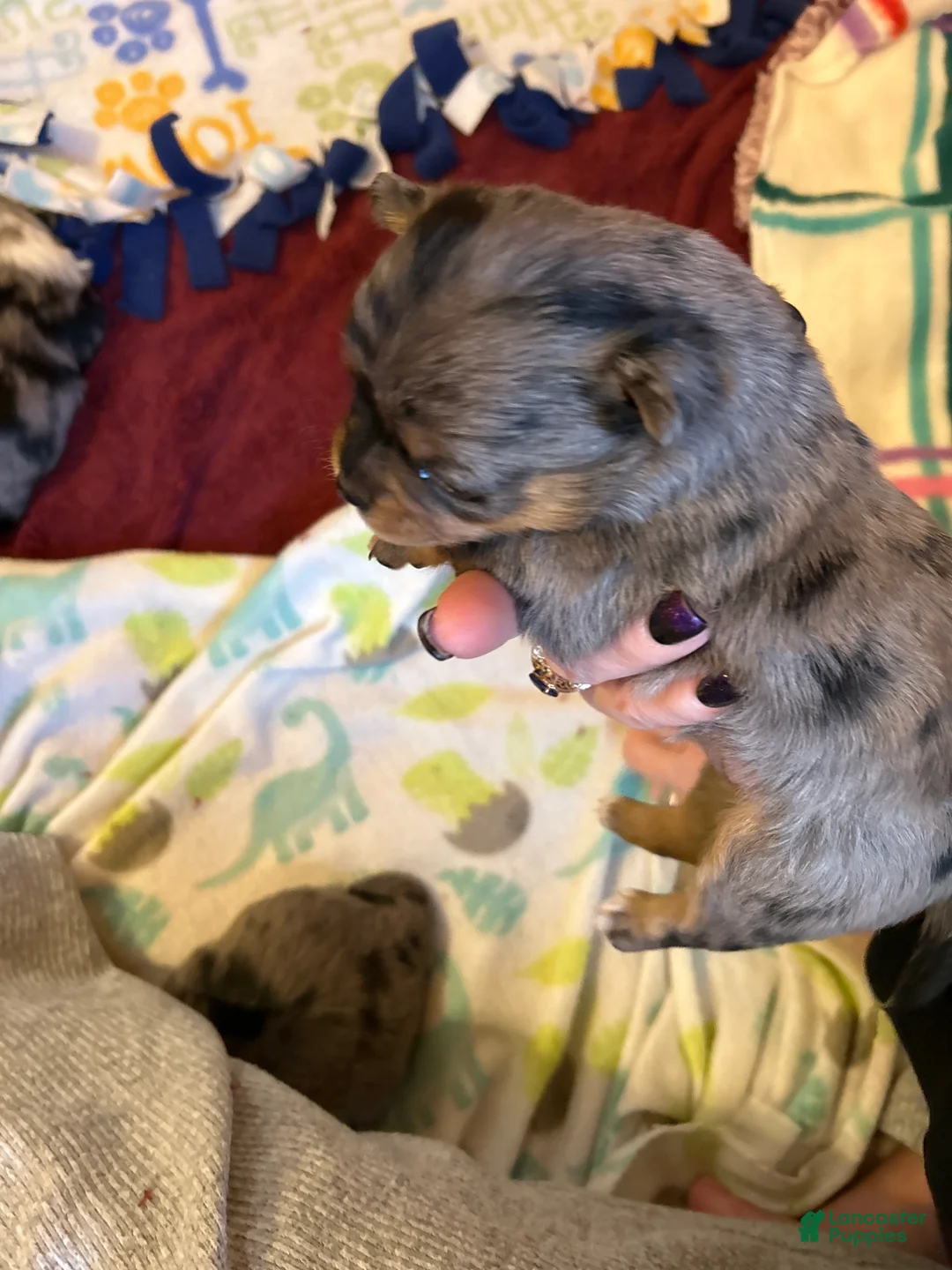Chihuahua dogs for sale: Chihuahua Puppy 2 - Ad 8