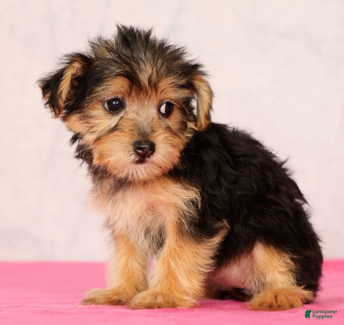 Yorkiepoo dogs Molly - Ad 2
