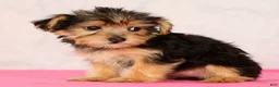 Yorkiepoo dogs for sale: Molly - Ad 2