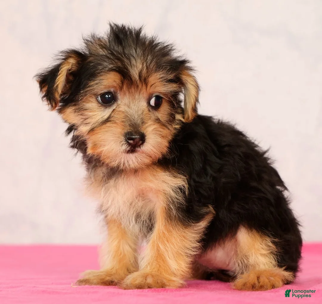 Yorkiepoo dogs for sale: Molly - Ad 2