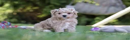 Maltipoo dogs for sale: Kris - Ad 4