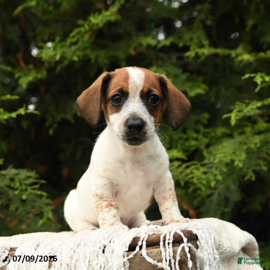 Mixed Breed dogs Franklin - Ad 1