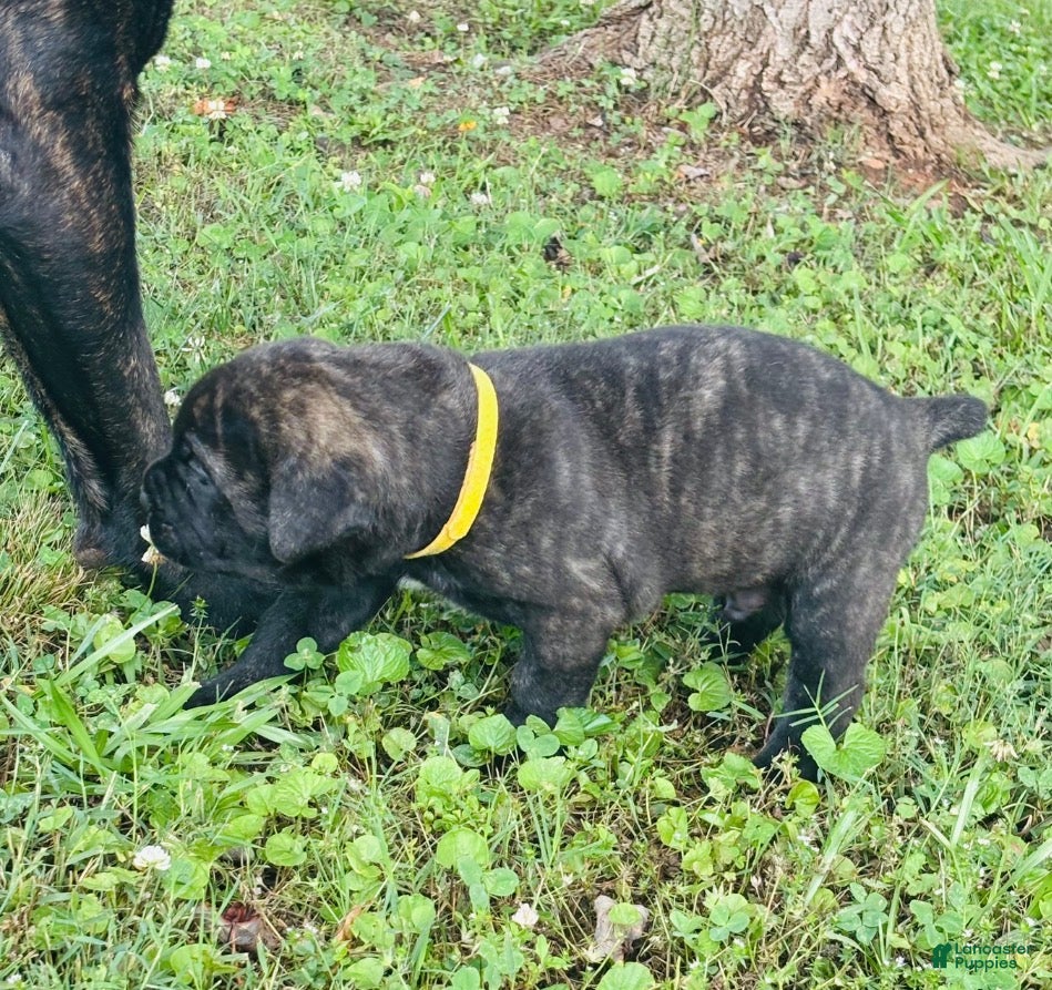 Cane Corso dogs Cane Corso Puppy 4 - Ad 32
