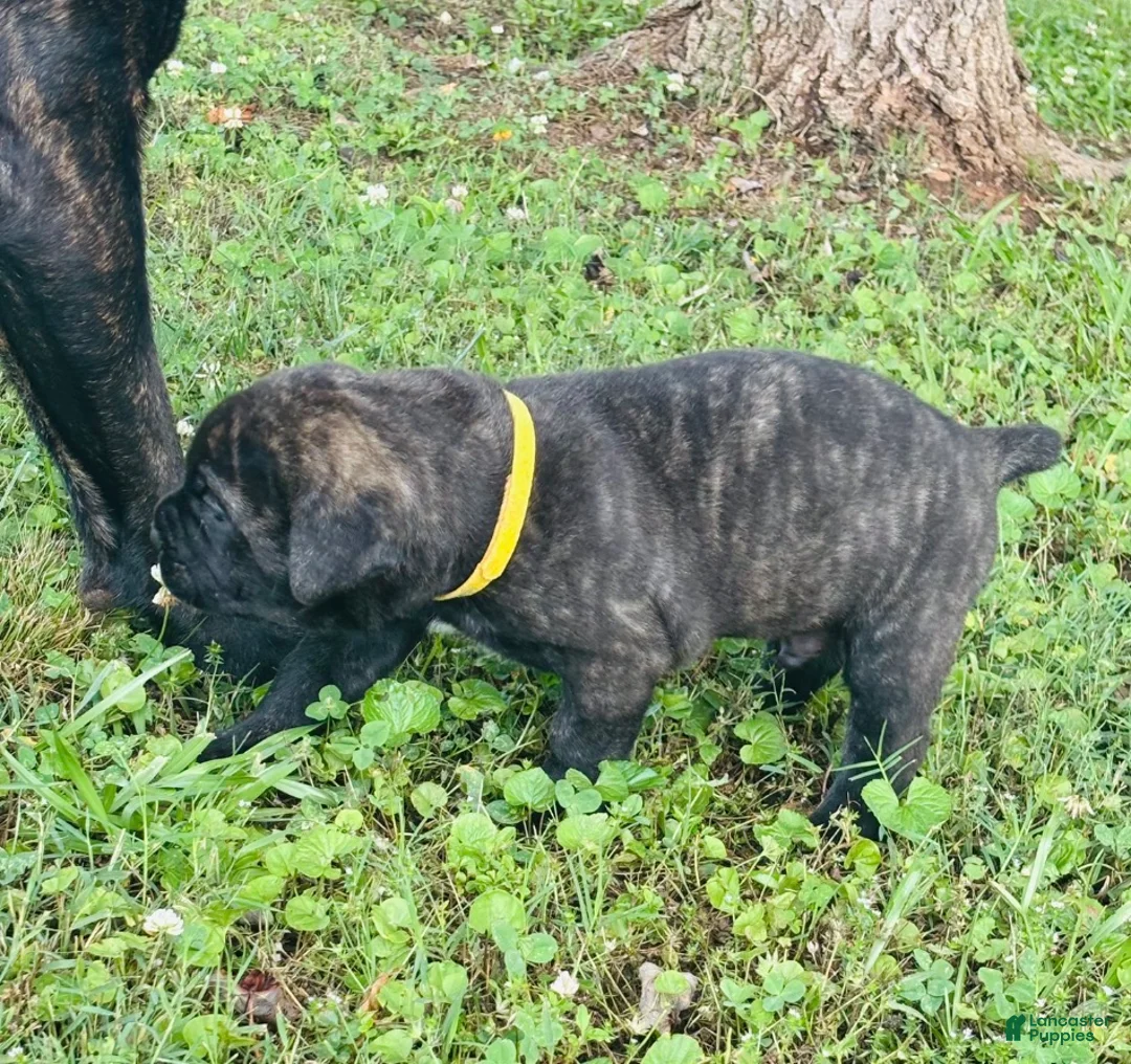 Cane Corso dogs for sale: Cane Corso Puppy 4 - Ad 1