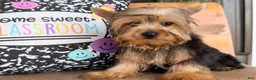 Yorkshire Terrier dogs for sale: Nicole Yorkshire Terrier  - Ad 15