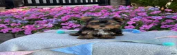 Yorkshire Terrier dogs for sale: Indie - Ad 5