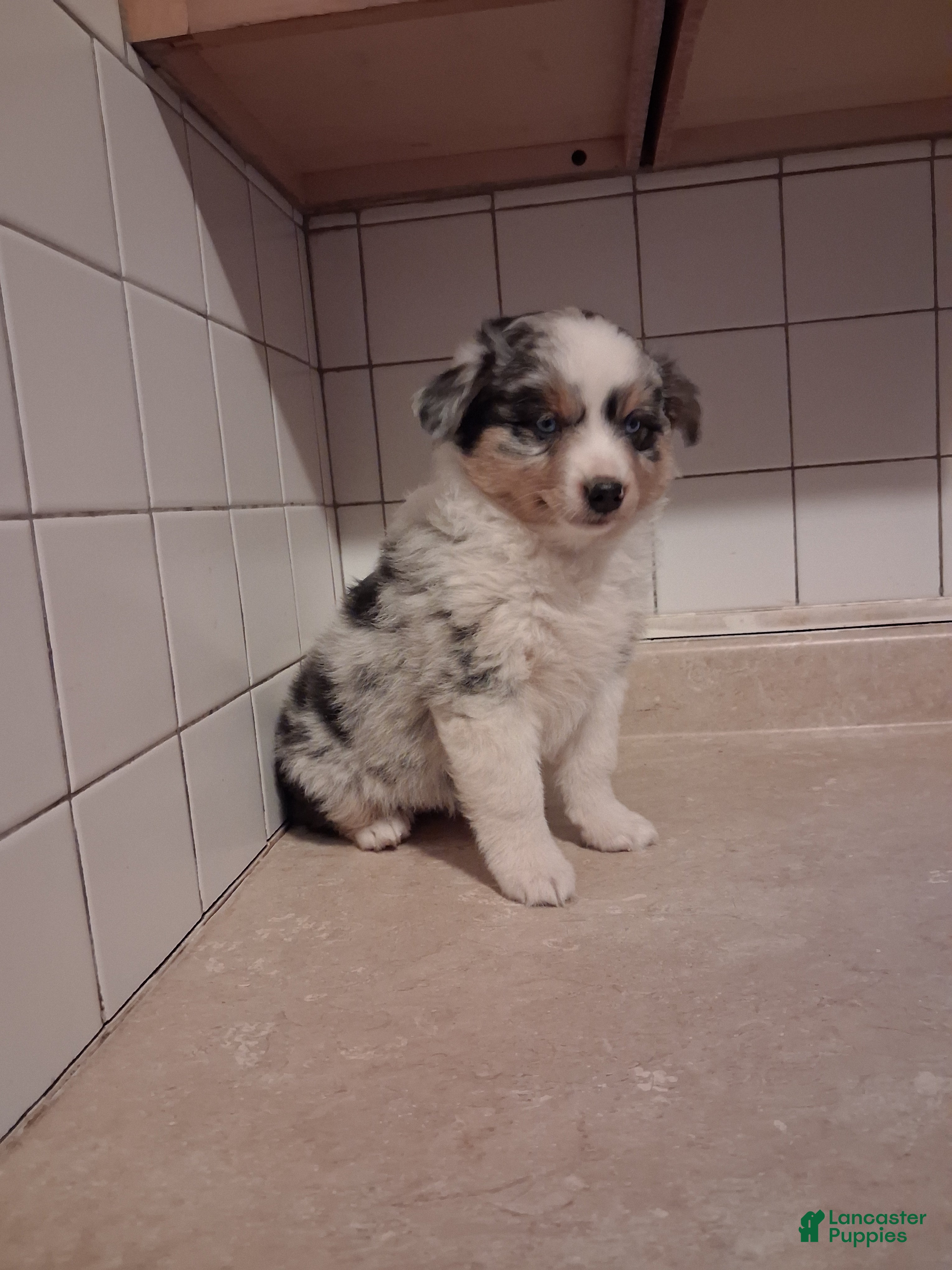 Miniature Australian Shepherd dogs Miniature Australian Shepherd 4 - Ad 2