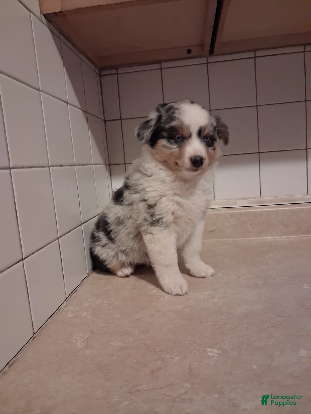 Miniature Australian Shepherd dogs for sale: Miniature Australian Shepherd 4 - Ad 2