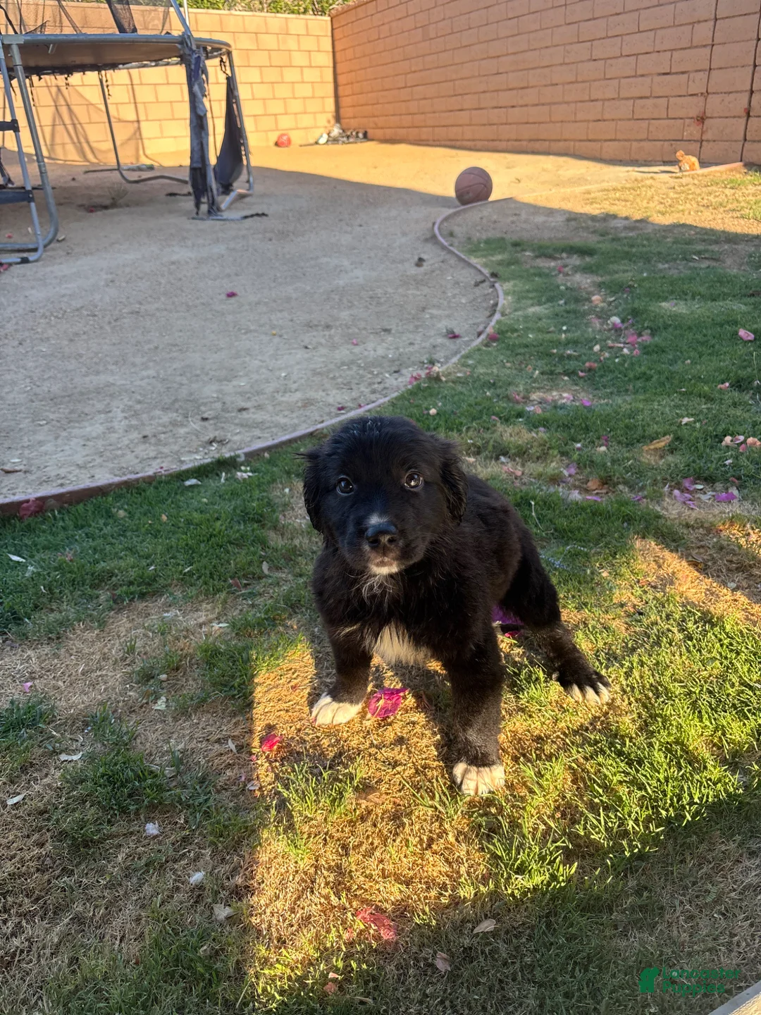 Mixed Breed dogs for sale: Mixed Breed Puppy 4 - Ad 1