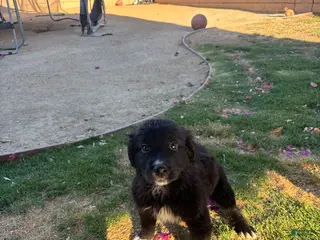 Mixed Breed dogs Mixed Breed Puppy 4 - Ad 13