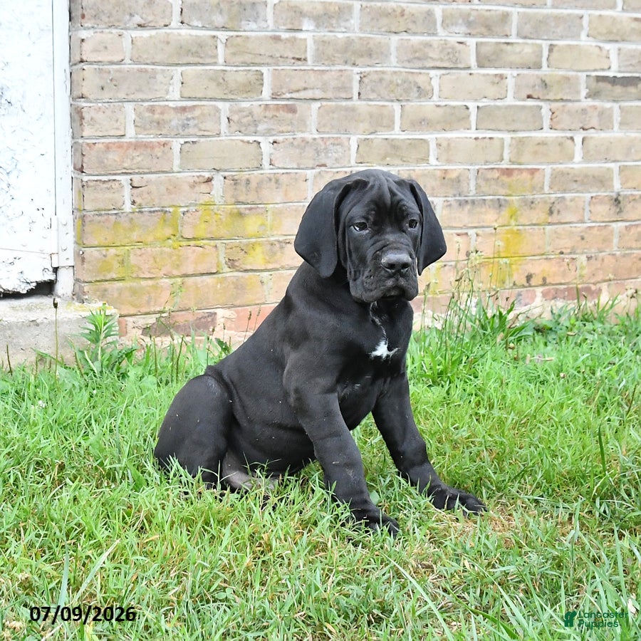 Cane Corso dogs Dallas - Ad 1