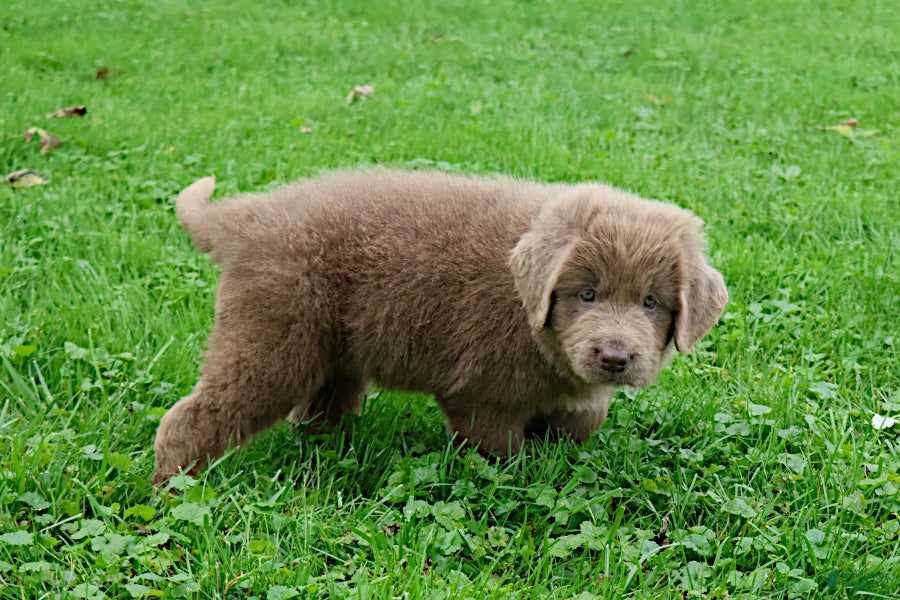 Newfoundland dogs Bianca - Ad 1