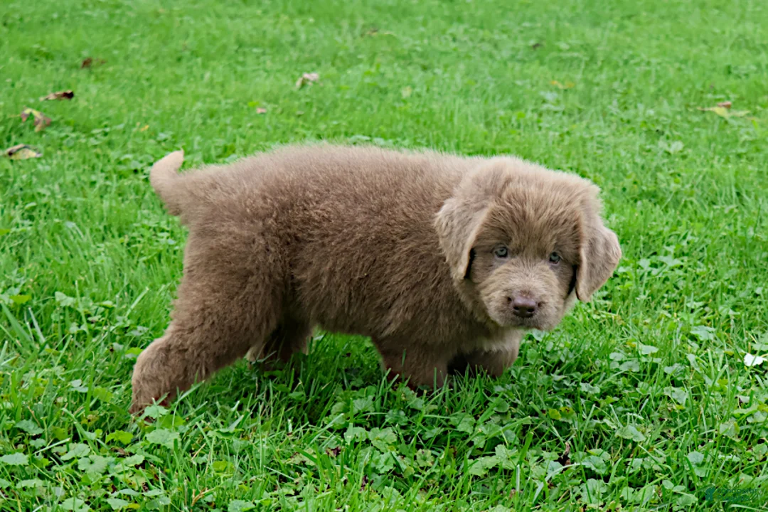 Newfoundland dogs for sale: Bianca - Ad 1