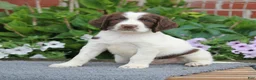 English Springer Spaniel dogs for sale: Trooper - Ad 5