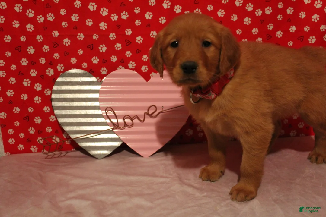 Golden Retriever dogs for sale: Daisy - Ad 3