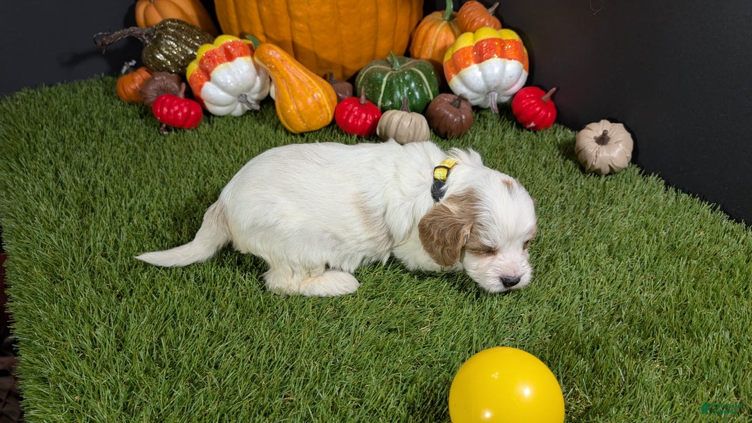 Cavapoo dogs for sale: Cavapoo Puppy 7 - Ad 3