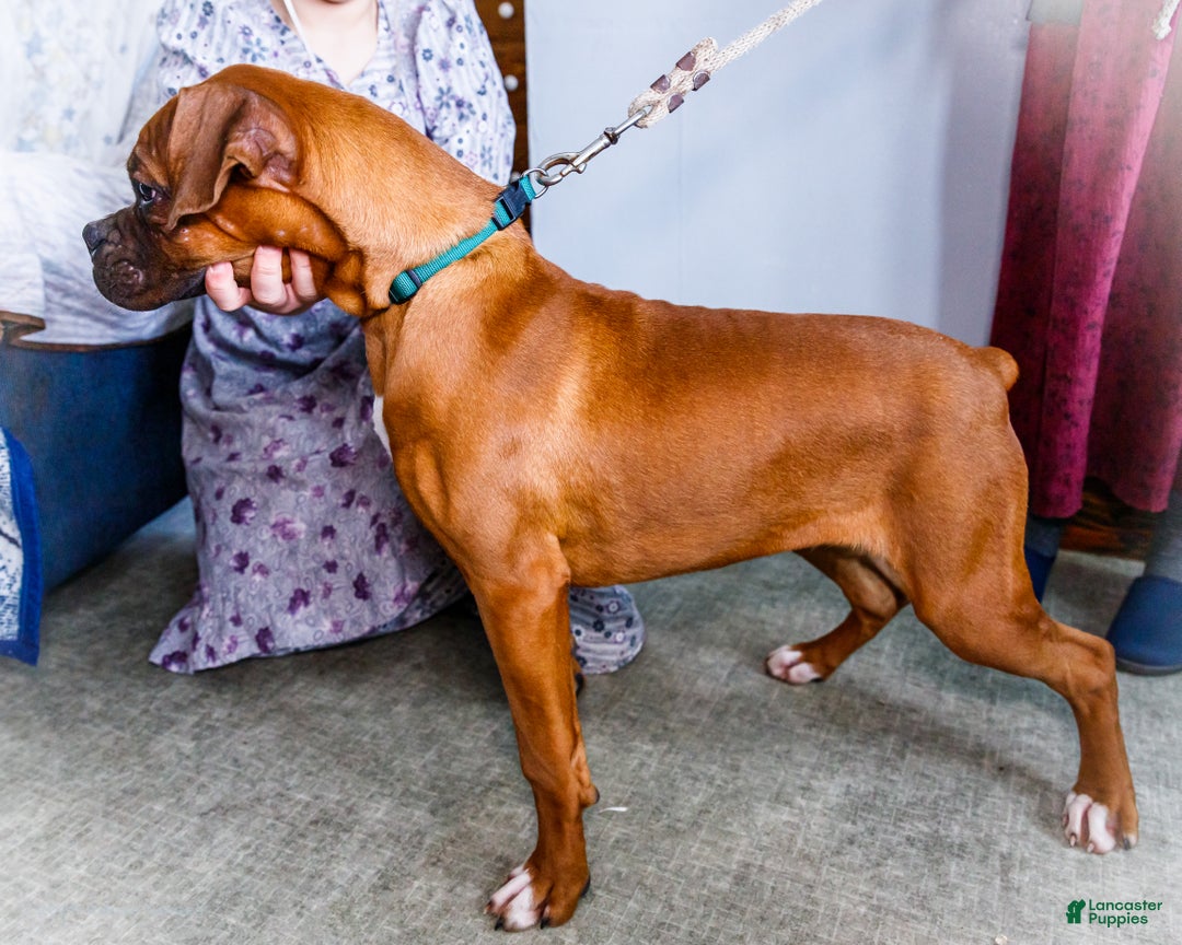 Boxer dogs for sale: Sandy - Ad 3