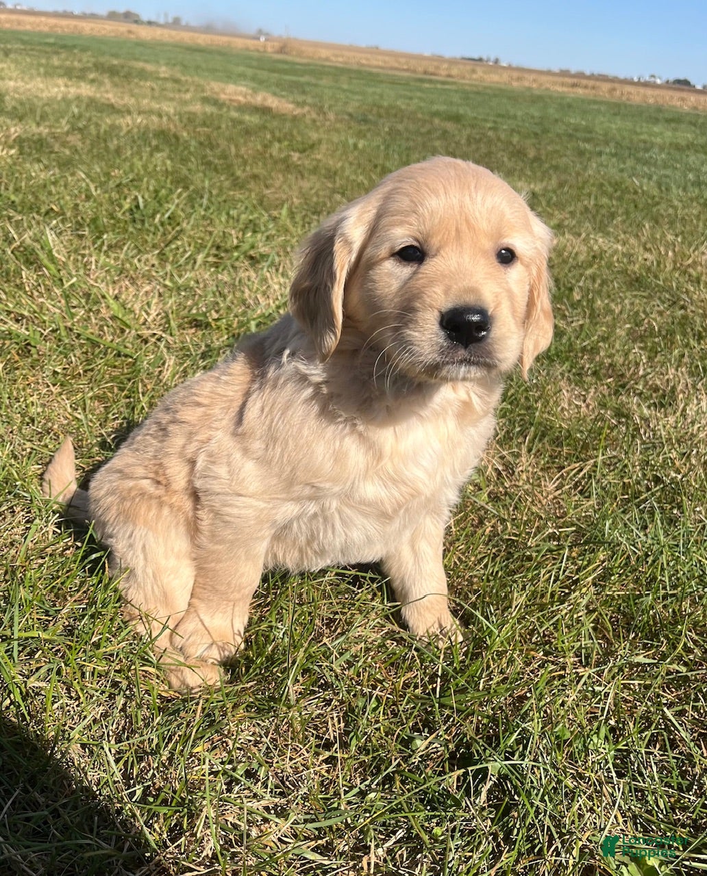 Golden Retriever dogs Amy - Ad 9