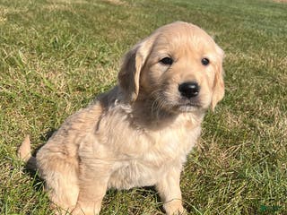 Golden Retriever dogs Amy - Ad 9