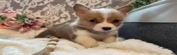 Welsh Corgi Pembroke dogs for sale: Stella - Ad 4