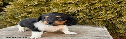 Dachshund dogs for sale: Clementine - Ad 2