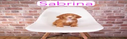 Mini Goldendoodle dogs for sale: Sabrina - Ad 2