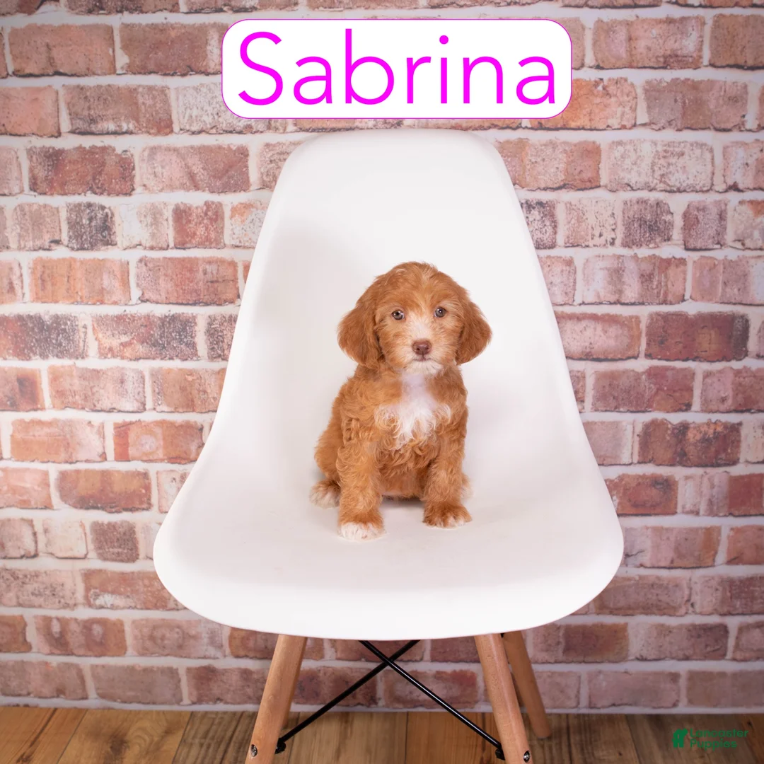 Mini Goldendoodle dogs for sale: Sabrina - Ad 2