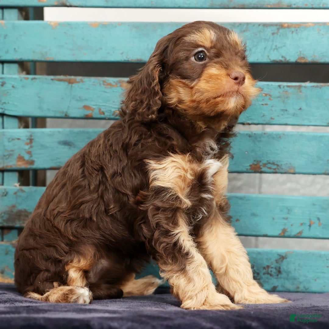 Cavapoo dogs for sale: April - Ad 5
