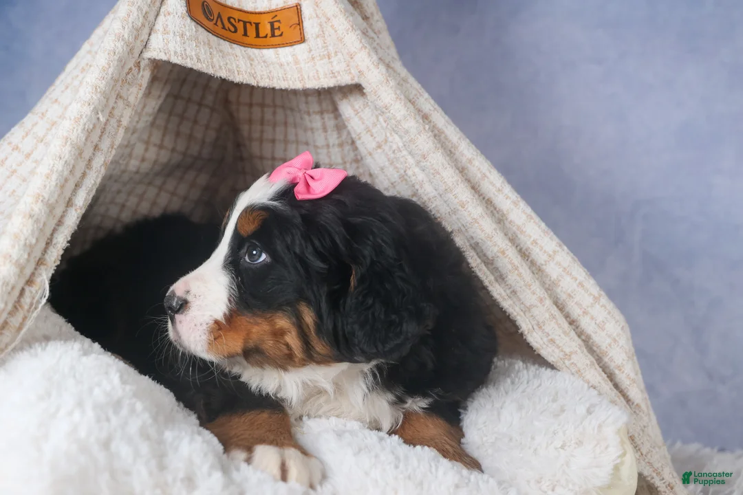 Bernese Mountain Dog dogs for sale: HANNAH - Ad 8