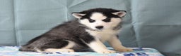 Siberian Husky dogs for sale: Blakely - Ad 2