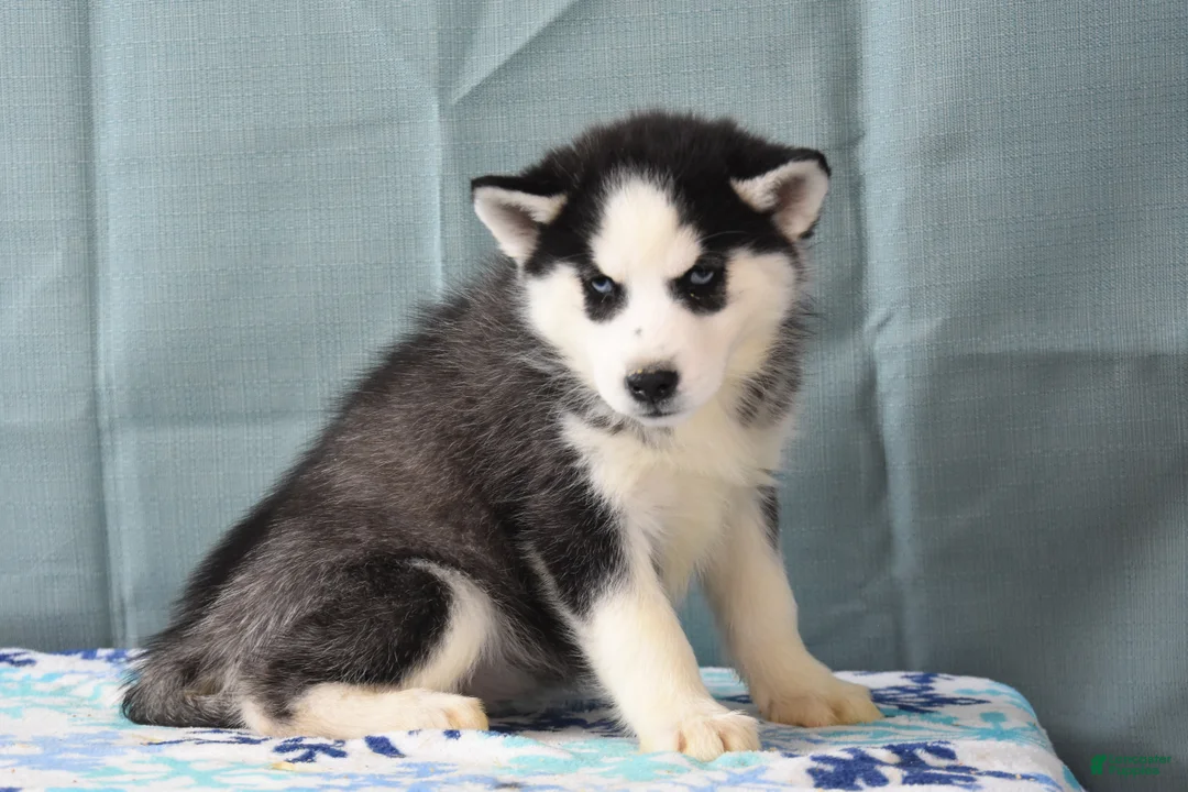 Siberian Husky dogs for sale: Blakely - Ad 2